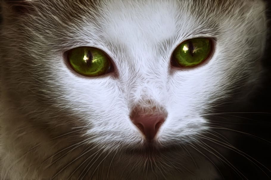closeup, fotografi, putih, abu-abu, kucing, wajah, potret, kucing lucu, wajah kucing, hewan