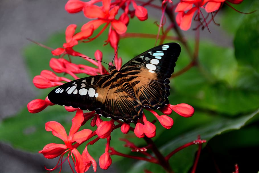 selectivo, fotografía de enfoque, negro, marrón, blanco, polilla, podadoras, mariposa, Flor, vida silvestre animal