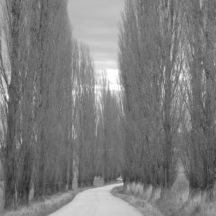 camino, árboles, serie, árbol, planta, dirección, el camino a seguir, no hay gente, naturaleza, transporte