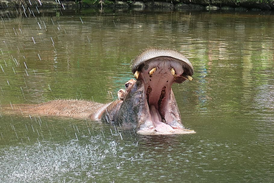 hipopótamo, depredador, dientes, agua, boca, abierto, safari, áfrica, temas de animales, mamífero