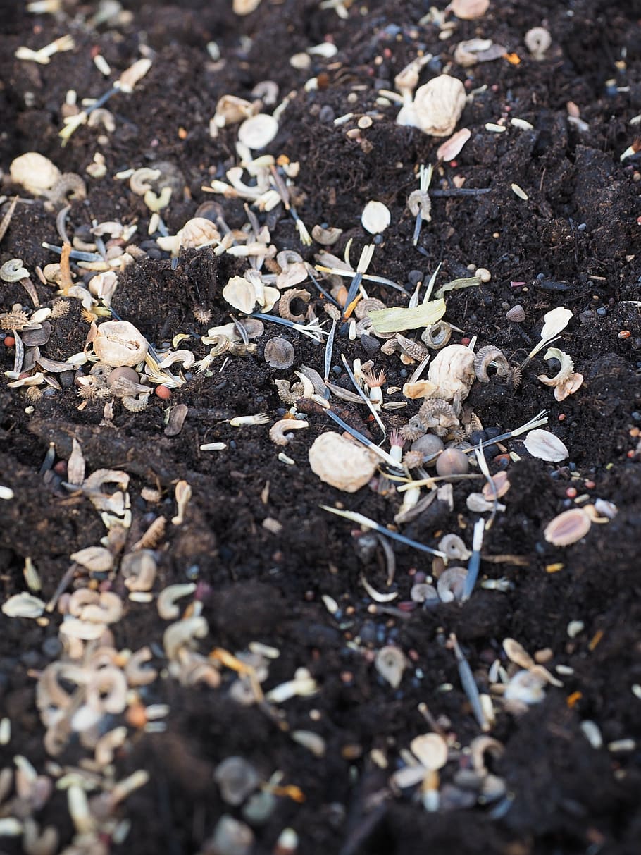 sementes de flores, semente, sementeira, sementes, crescer, crescimento, natureza, mistura de sementes, solo de envasamento, turfa