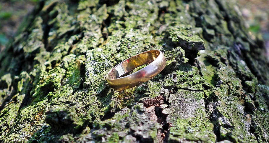 aliança de casamento, ouro, a casca, árvore, joias, o envolvimento do, símbolo, joia, composição, foco seletivo