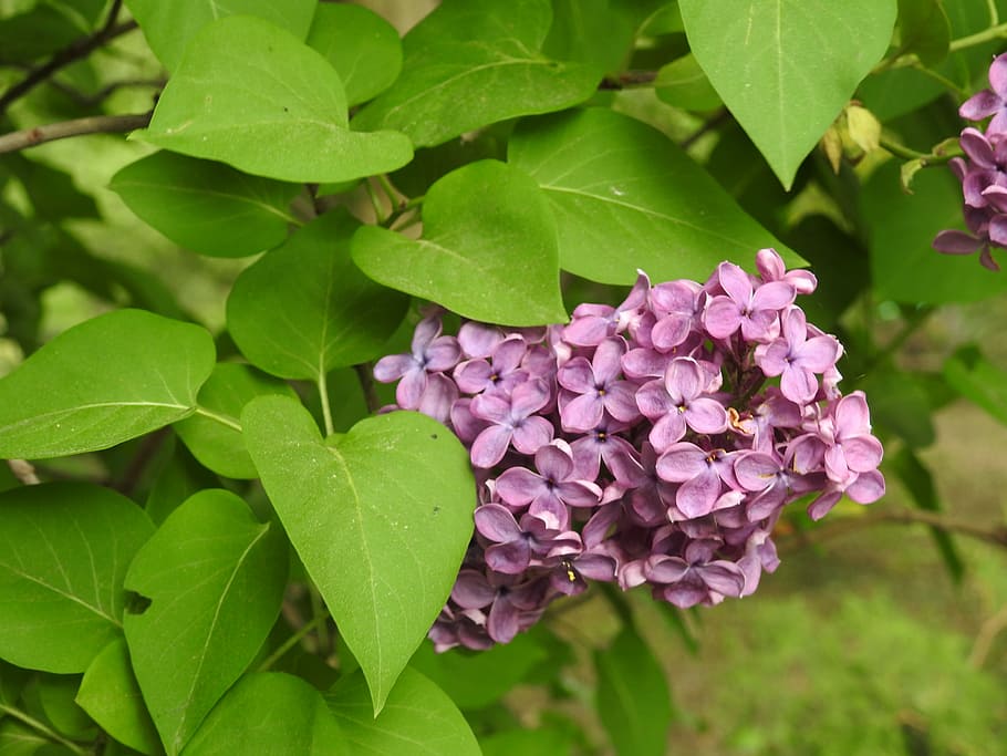 naturaleza, planta, hoja, flor, jardín, sin, hermosas flores de color lila,  el verde de la primavera, una planta de jardín, parte de la planta | Pxfuel