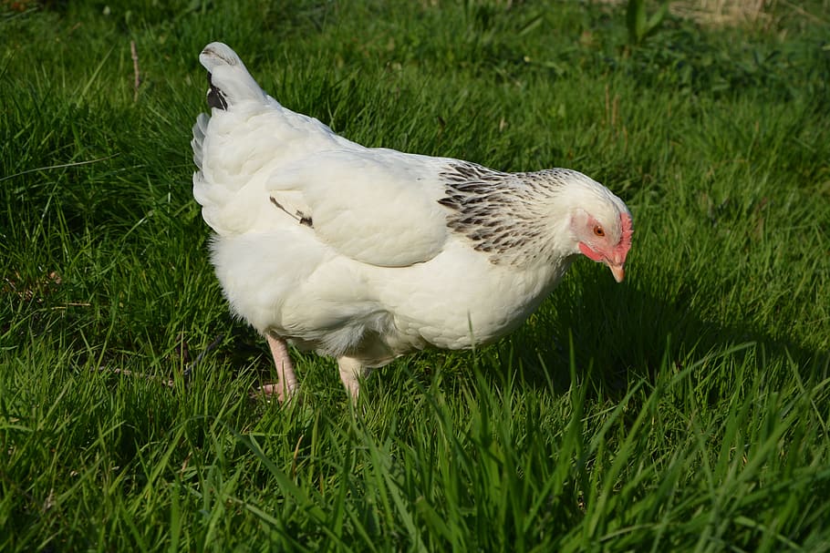 ayam, ayam putih, mematuk, putih, alam, hewan peliharaan, ayam petelur, ayam sussex, tema hewan, hewan
