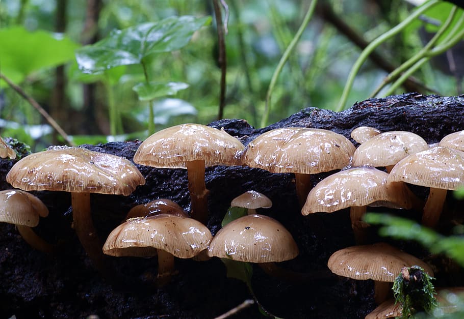 Armillaria, novae, Honey, Mushroom, brown mushrooms on log, growth, fungus, vegetable, close-up, food