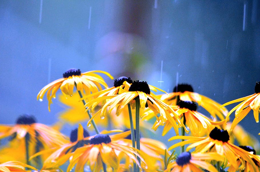 닫기, 사진술, 노랑, blackeyed 수잔 꽃, 꽃, 비오는 날씨, 젖은, 빗방울, 자연, 식물