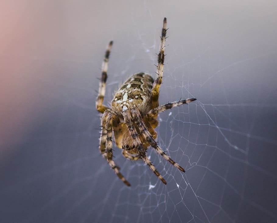 거미, 일반적인, 거미류의 동물, 털이 많은, 공포증, 웹, 옥외, 육식 동물, 정원, 구