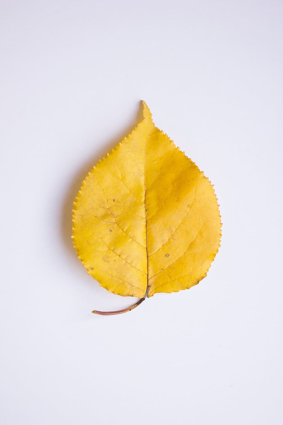 Leaf, Autumn, Colors, Yellow, autumn, colors, white background, single object, studio shot, plant part, indoors