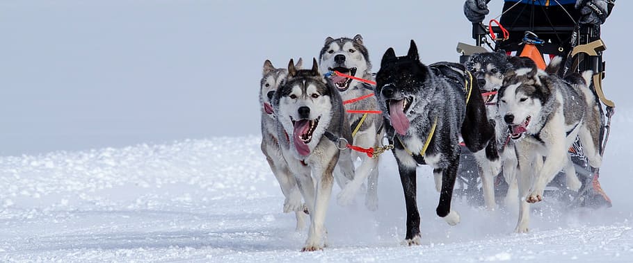 selective, focus photography, wolves, running, huskies, sled dog racing, sled race, winter sports, sport, snow