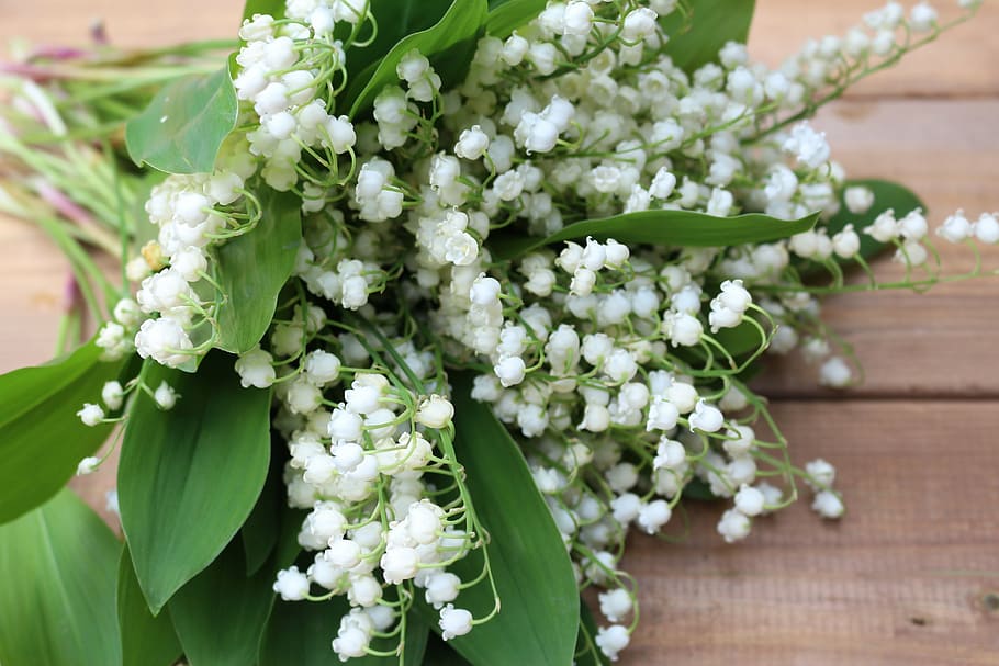 белые цветы, цветы, конвали, белые ландыши, природа, красота, весна, небольшой букетик, цветок, цветущее растение