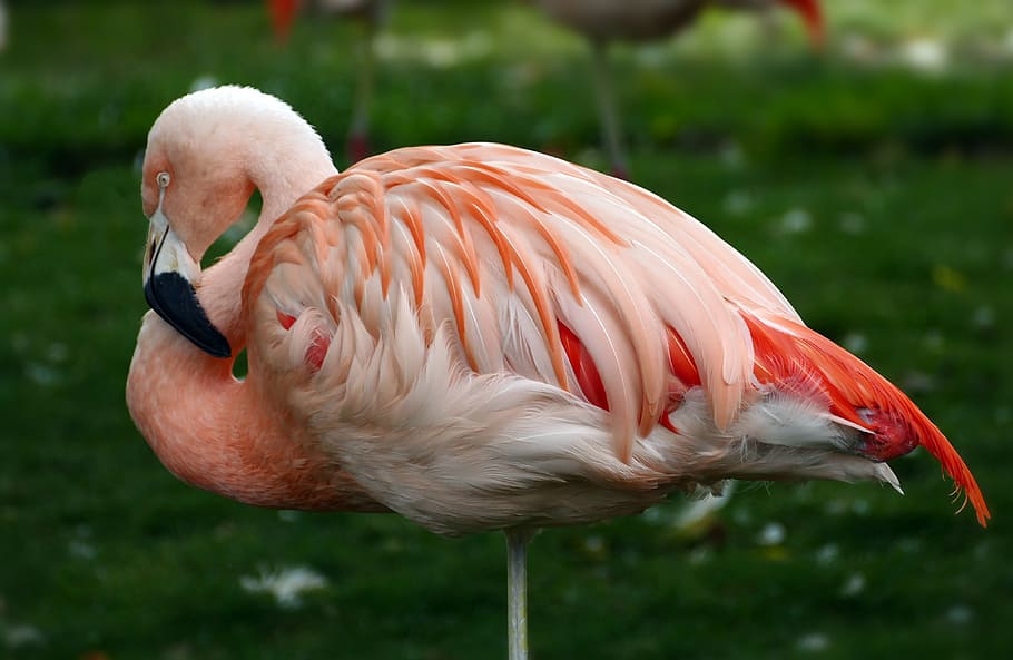 Chilean flamingo, Phoenicopterus chilensis, pink flamingo, bird, animal, animal themes, vertebrate, flamingo, animals in the wild, animal wildlife
