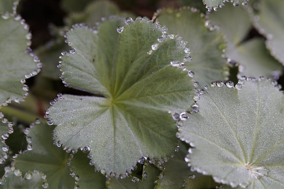 frauenmantel, dew, dewdrop, decorated, drip, drop of water, edge, close up, morgentau, plant part