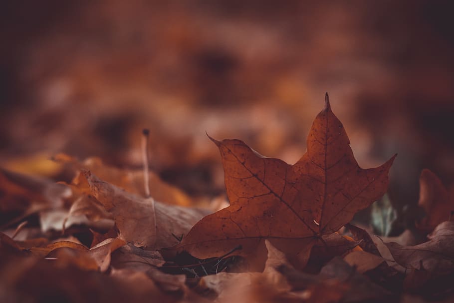 daun, musim gugur, kabur, bagian tanaman, kering, perubahan, alam, merapatkan, Daun-daun, tidak ada orang