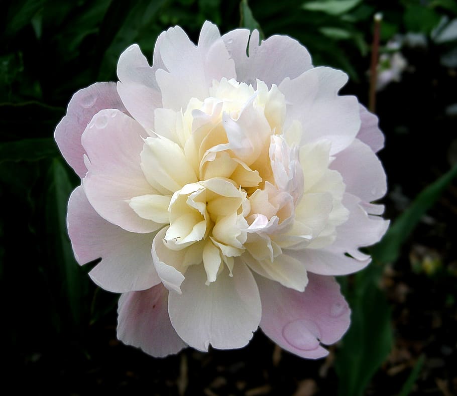selective, focus photography, white, clustered, petaled flower, peony, flower, pink, nature, spring