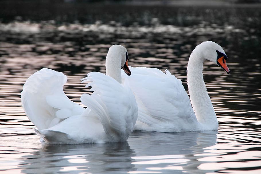 swans, waterfowl, plumage, swim, pride, fauna, elegant, white, feather, waters