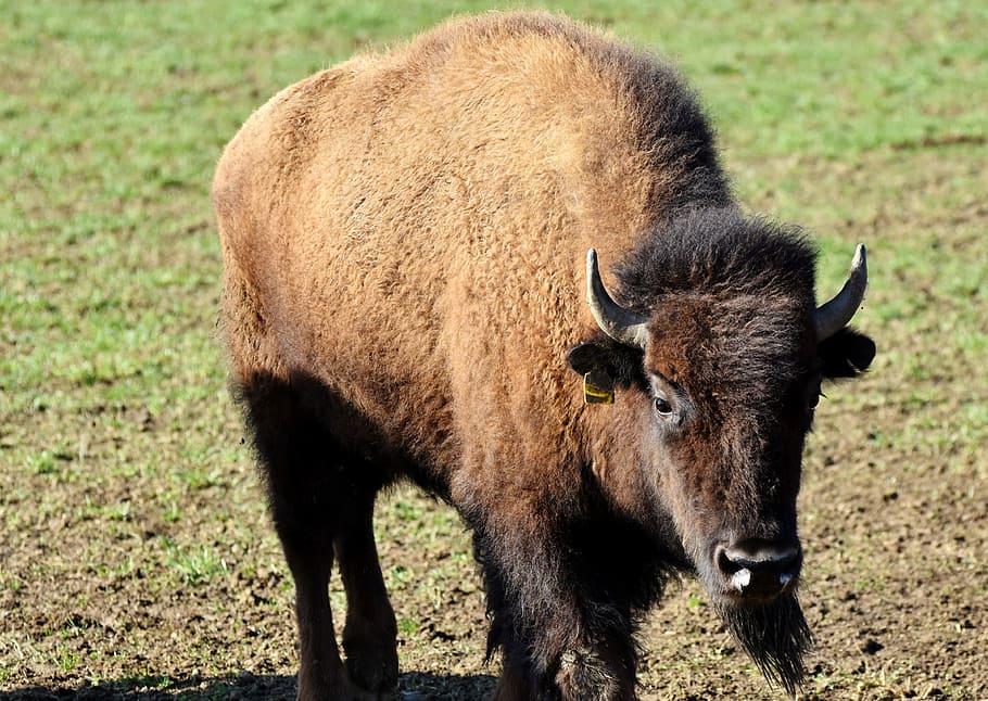 brown bison, bison, buffalo, horns, american bison, wild, livestock, beef, bison head, massive