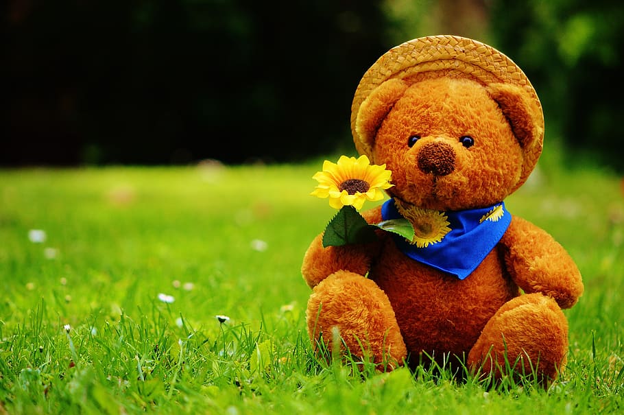 teddy, beruang, bunga matahari, duduk, rumput, boneka binatang, lucu, manis, mewah, purry