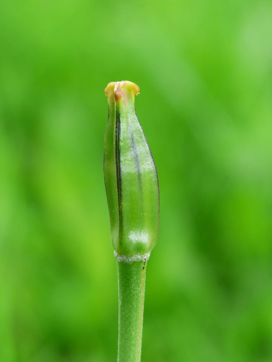 tulip, faded, fruit, green, plant, flower, seeds, ovule, seeds was, green color