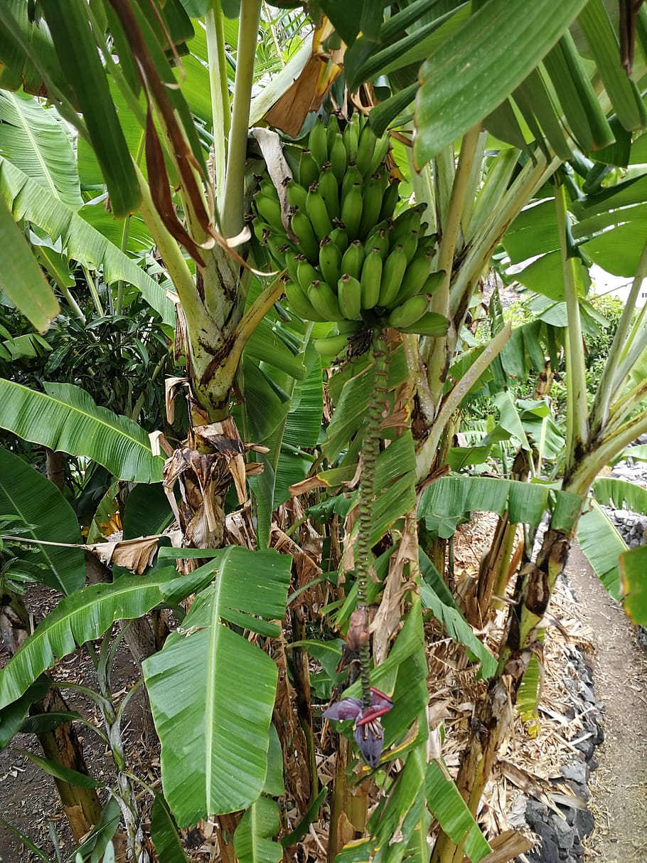 バナナ, バナナの植物, バナナの低木, 果物, 熱帯, バナナの花, ムラサキ科, 自然, 植物, 低木