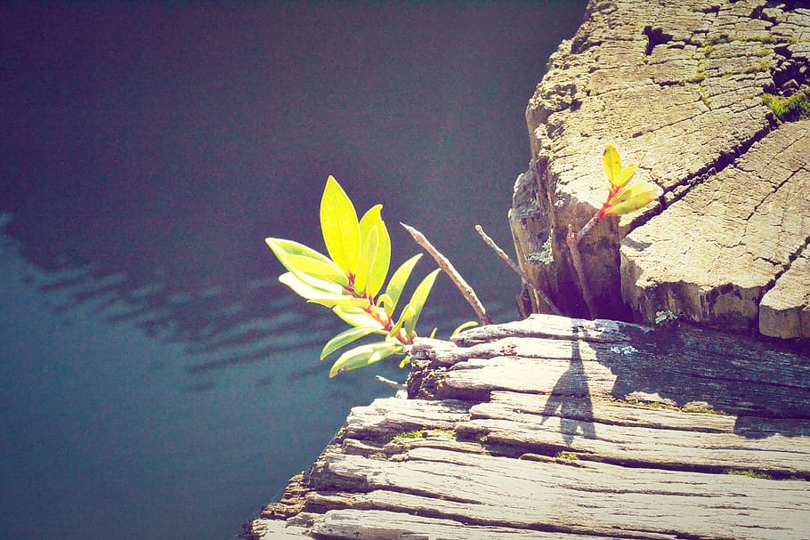 water, flower, sunshine, wood, plant, nature, growth, wood - material, day, beauty in nature
