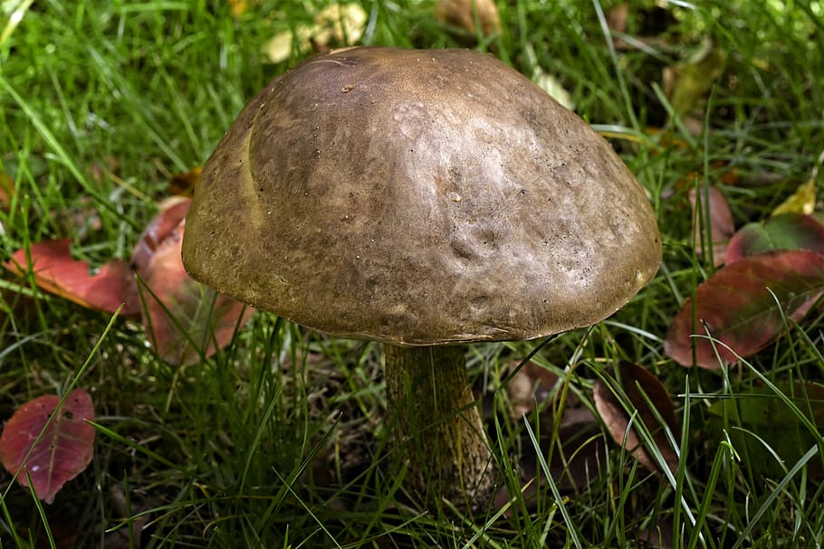 mushroom, common bile boletus, bitterling, tylopilus felleus, brown, autumn, mushroom picking, plant, growth, grass