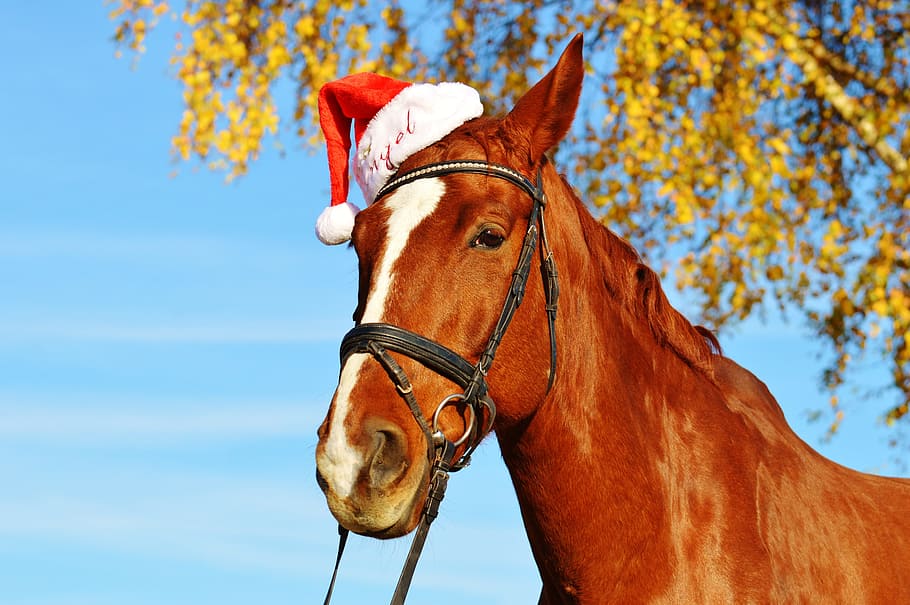 茶色, 白, 馬, クリスマス, サンタ帽子, 面白い, 動物, 乗る, ライターホフ, かわいい