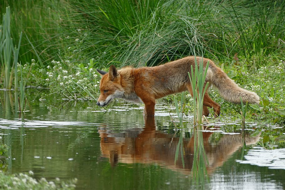 fox hunting, fish, water, fox, wild, nature, mirror, nature photography, wildlife, one animal