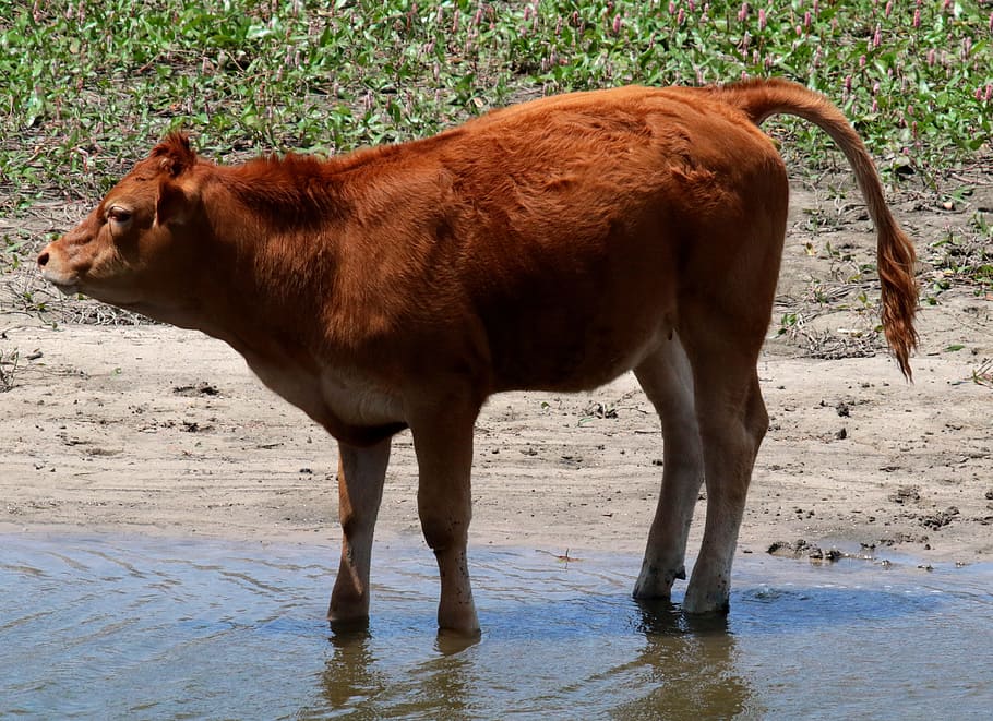 calf, red, manzanares spain, river, wading, animal, mammal, young, wildlife, cow