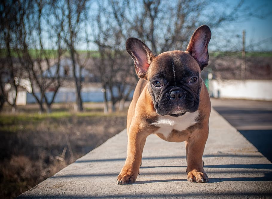 french bulldog, puppy, pet, animal, pedigree dog, purebred, bulldog, outdoors, face, mouth