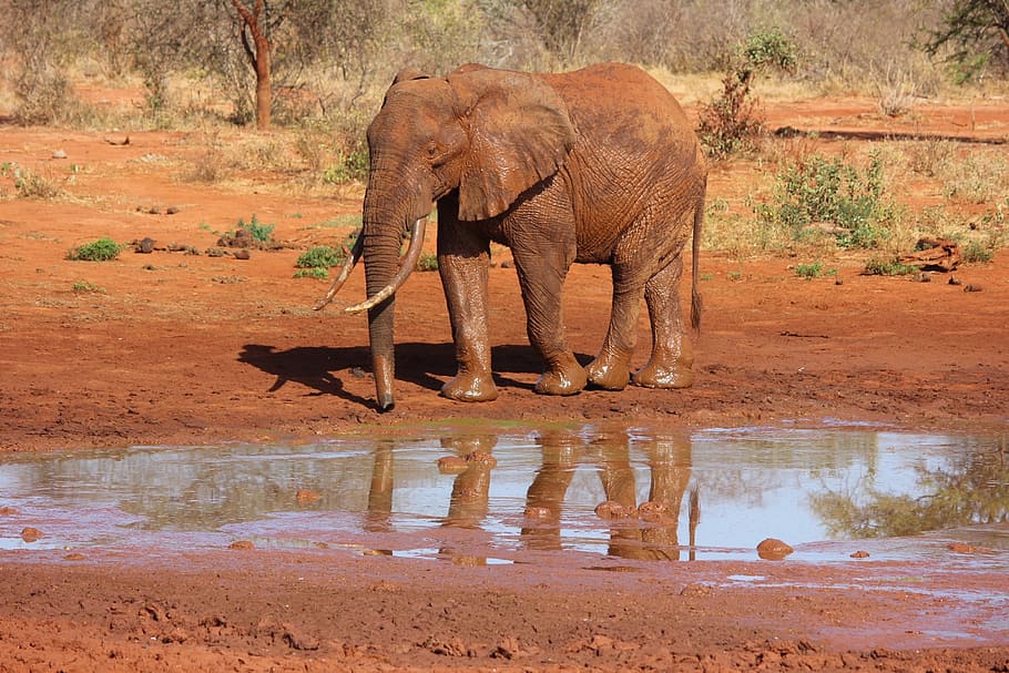 茶色, 象, 立っている, 横, 停滞, 水, ツァボ, ケニア, 動物のテーマ, 動物の野生動物