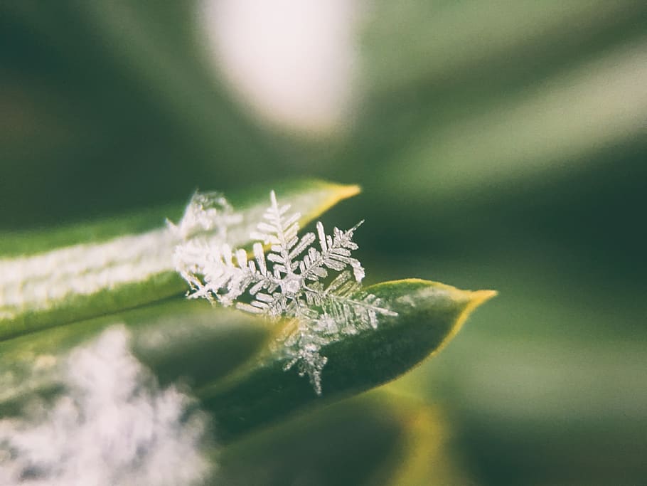 leaves, nature, plant, bokeh, green, frozen, ze, snowflake, ice, close-up