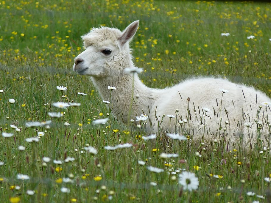 alpaca, fleece, flowers, animal, domestic, peruvian, gentle, plant, grass, animal themes