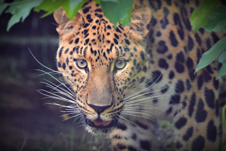 leopardo cerca de la planta, vista, retrato, mascota, adorable, animal, cabeza, animales, gato, mamífero