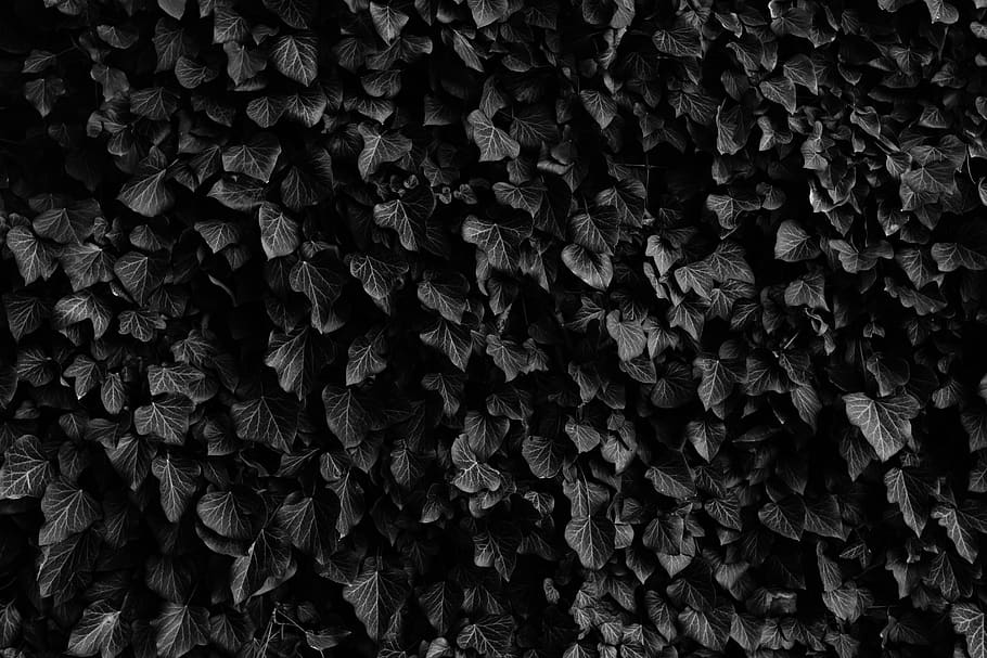 ivy, leaf, black and white, leaves, nature, creeper, foliage, full frame, backgrounds, pattern