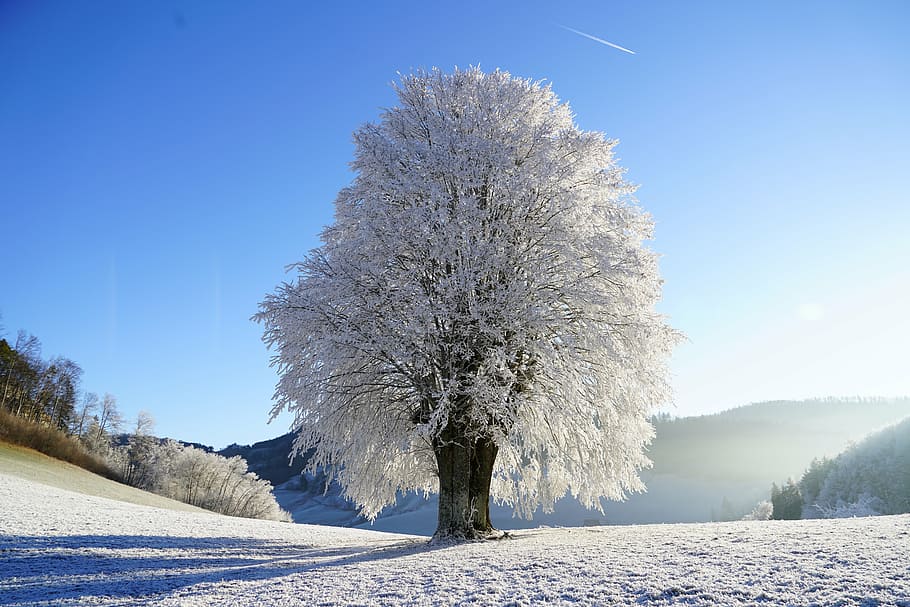 branco, cereja, flor, claro, azul, céu, de inverno, árvore, geada, ramo