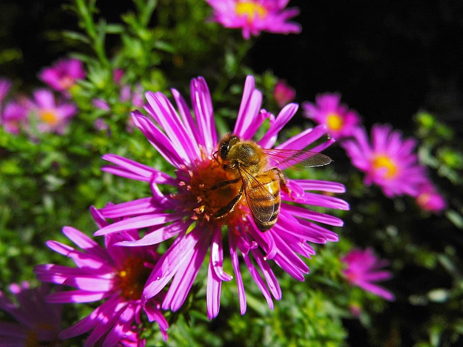 lebah, herbstaster, bunga, serangga, aster, taman, warna-warni, lebah madu, dekat, violet