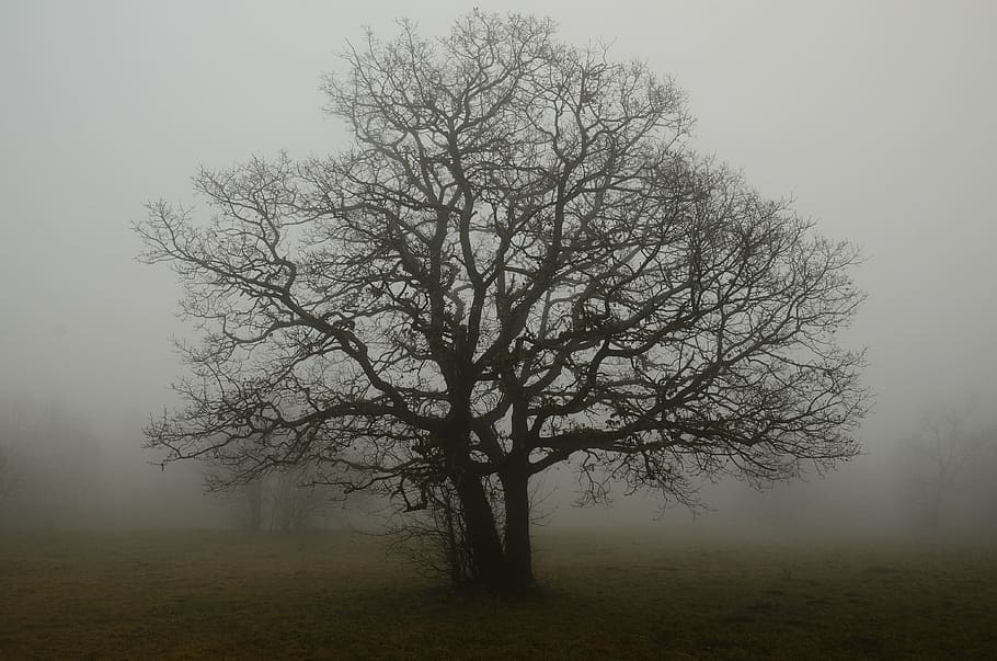 leafless tree, covered, smoke, tree, branches, fog, solitude, shade, earth, autumn