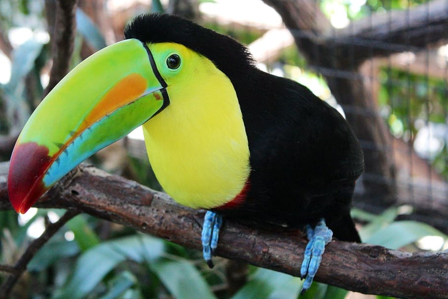 black, yellow, bird, toucan, perched, macro, close up, exotic, beak, tropical