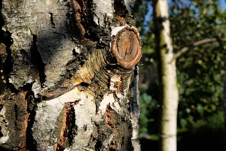 birch, the bark, forest, tree, trunk, tree trunk, plant, textured, wood - material, focus on foreground