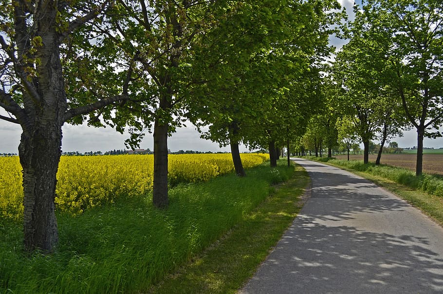 road between trees, avenue, oilseed rape, trees, road, fields, spring, blossom, bloom, landscape