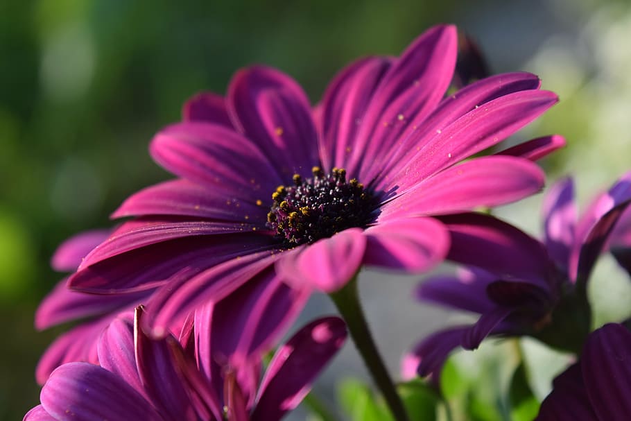 macro shot, purple, osteospermum flowers, bloom, cape basket, pink, blossom, close, beautiful, flower