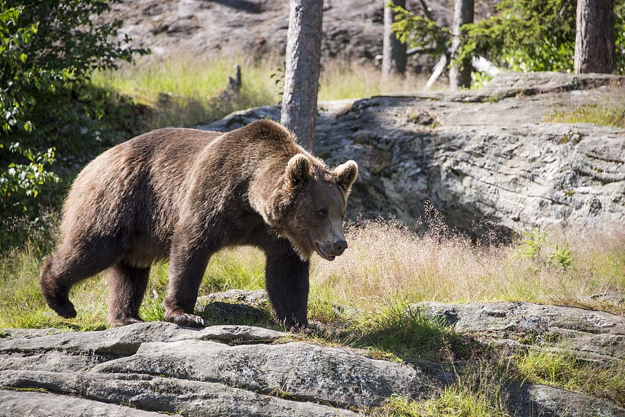 갈색, 곰, 잔디, 들, 낮, 갈색 곰, ursus arctos, 테디 베어, bjønn, 노르웨이 곰