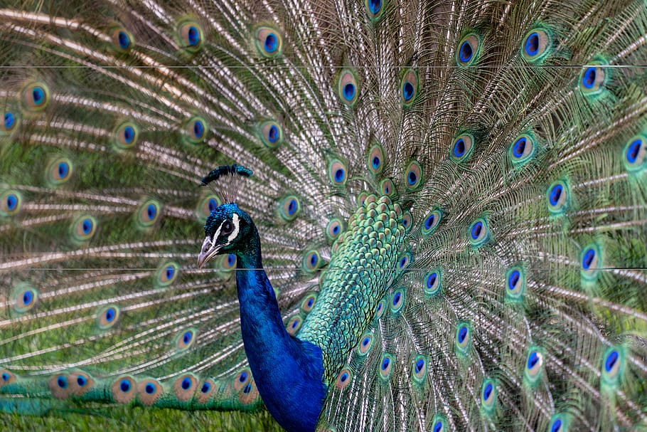 peacock, feather, bird, colorful, plumage, nature, animal, pattern, blue, color