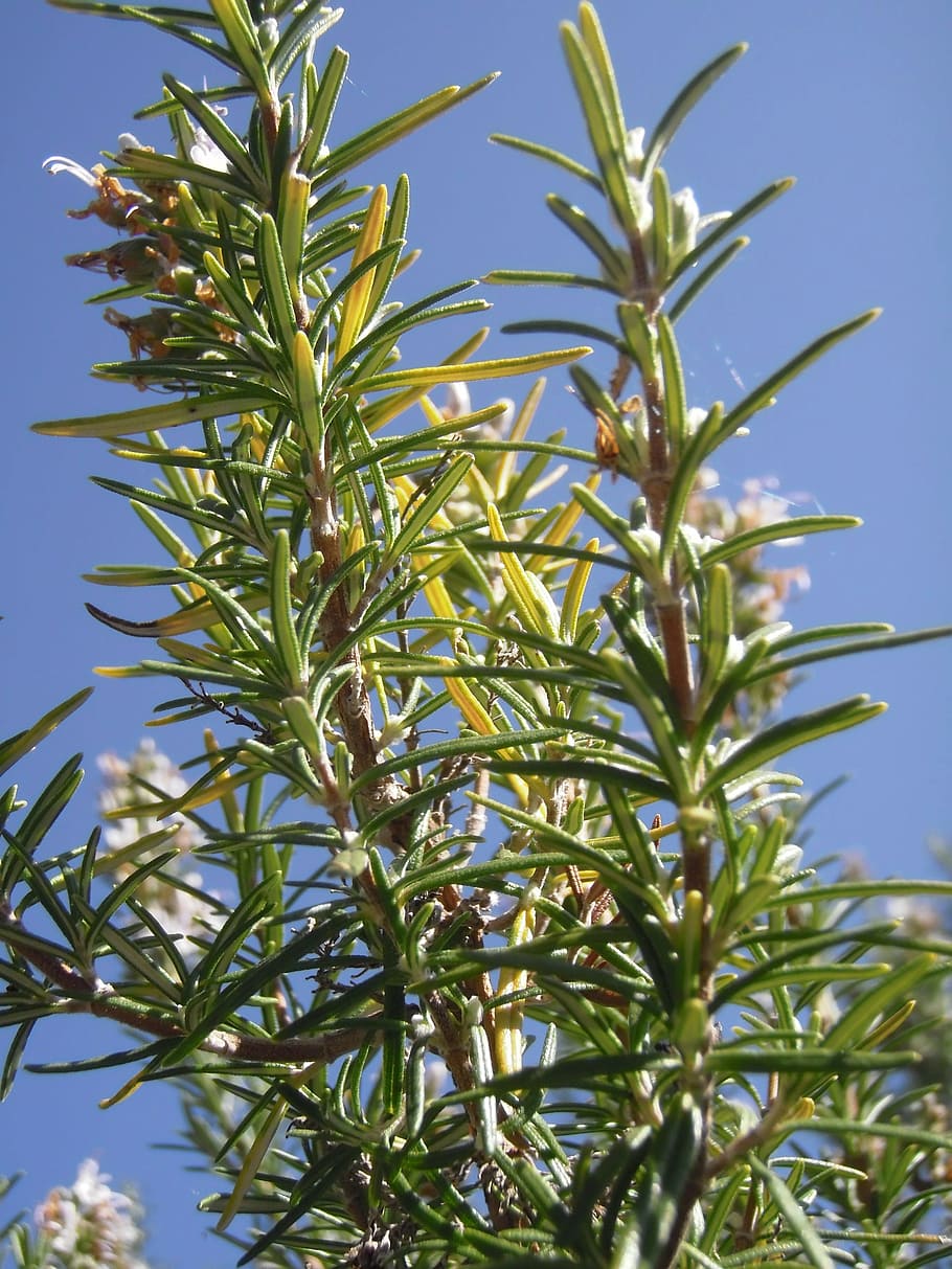 rosemary, rosmarinus officinalis, rosmarinus, medicinal, growth, plant, leaf, plant part, green color, close-up
