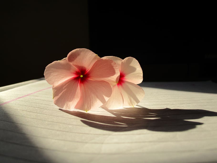 rosy periwinkle, light, abstract, shadow, flower, freshness, flowering plant, plant, nature, sunlight