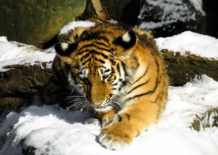 wildlife photography, brown, white, tiger, tiger cub, cat, young animal, nuremberg, wild, winter