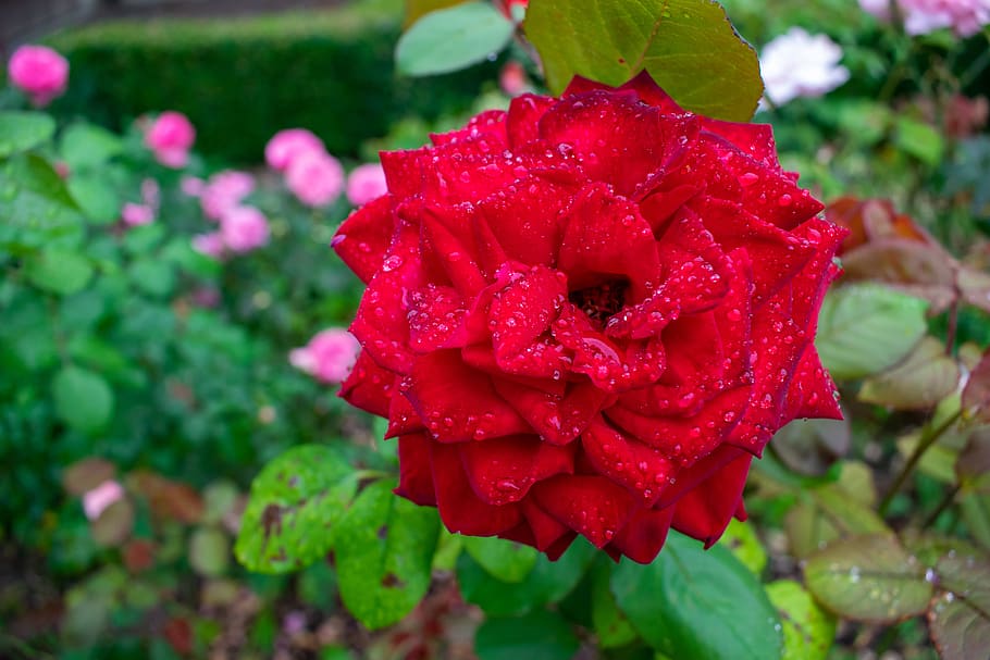 Red Rose Raindrop Rain Garden Close Up Beauty In Nature Flower