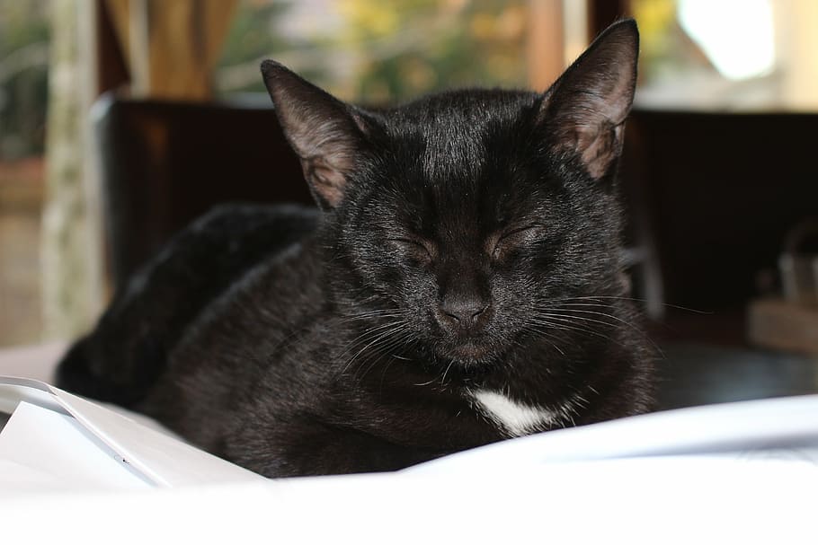 black, cat, sleeping, white, sheet, kitten, sleep, pets, domestic cat, black cat