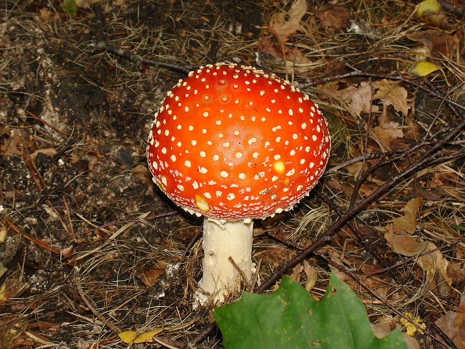 fungus, nature, autumn, fly Agaric Mushroom, forest, mushroom, toadstool, poisonous, toxic Substance, amanita Parcivolvata