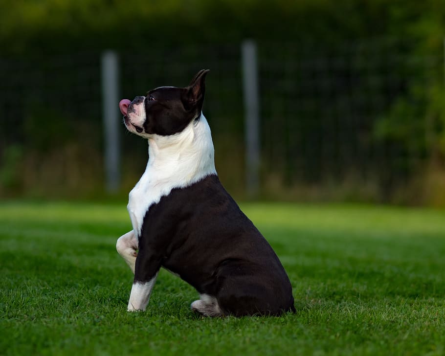 selective, focus photo, black, white, american pit bull terrier, grass field, boston terrier, dog, small dog, terrier